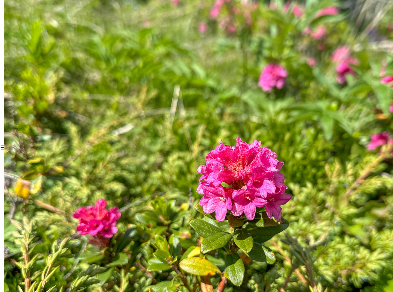 Echte Alpenrose [Rhododendron ferrugineum] 