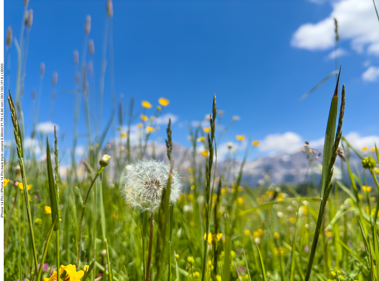 Pusteblume im Gras 