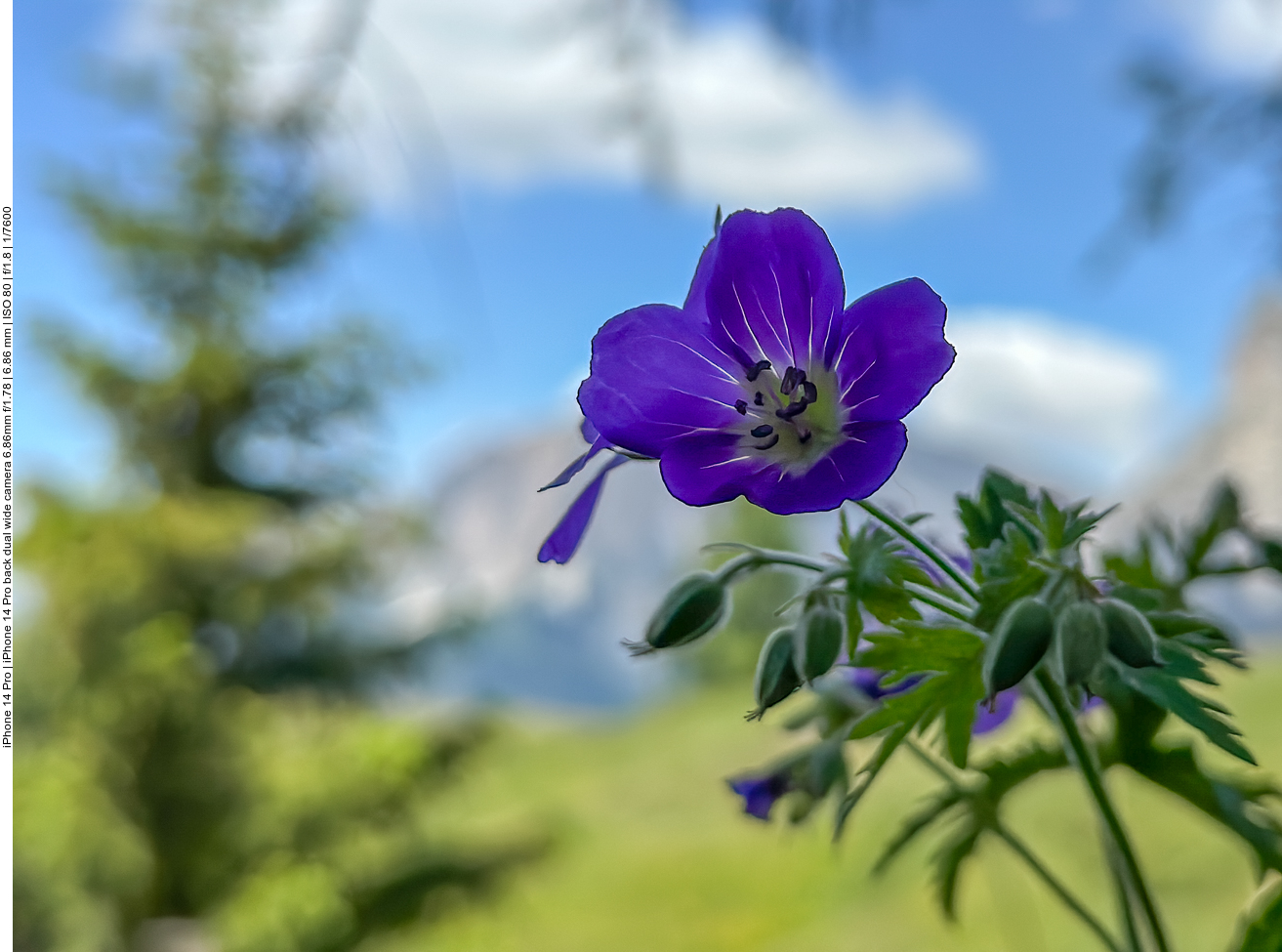 Wald-Storchenschnabel [Geranium sylvaticum] 