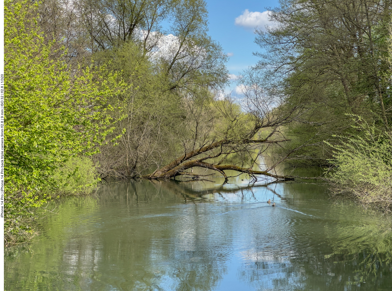 In den Rheinauen 