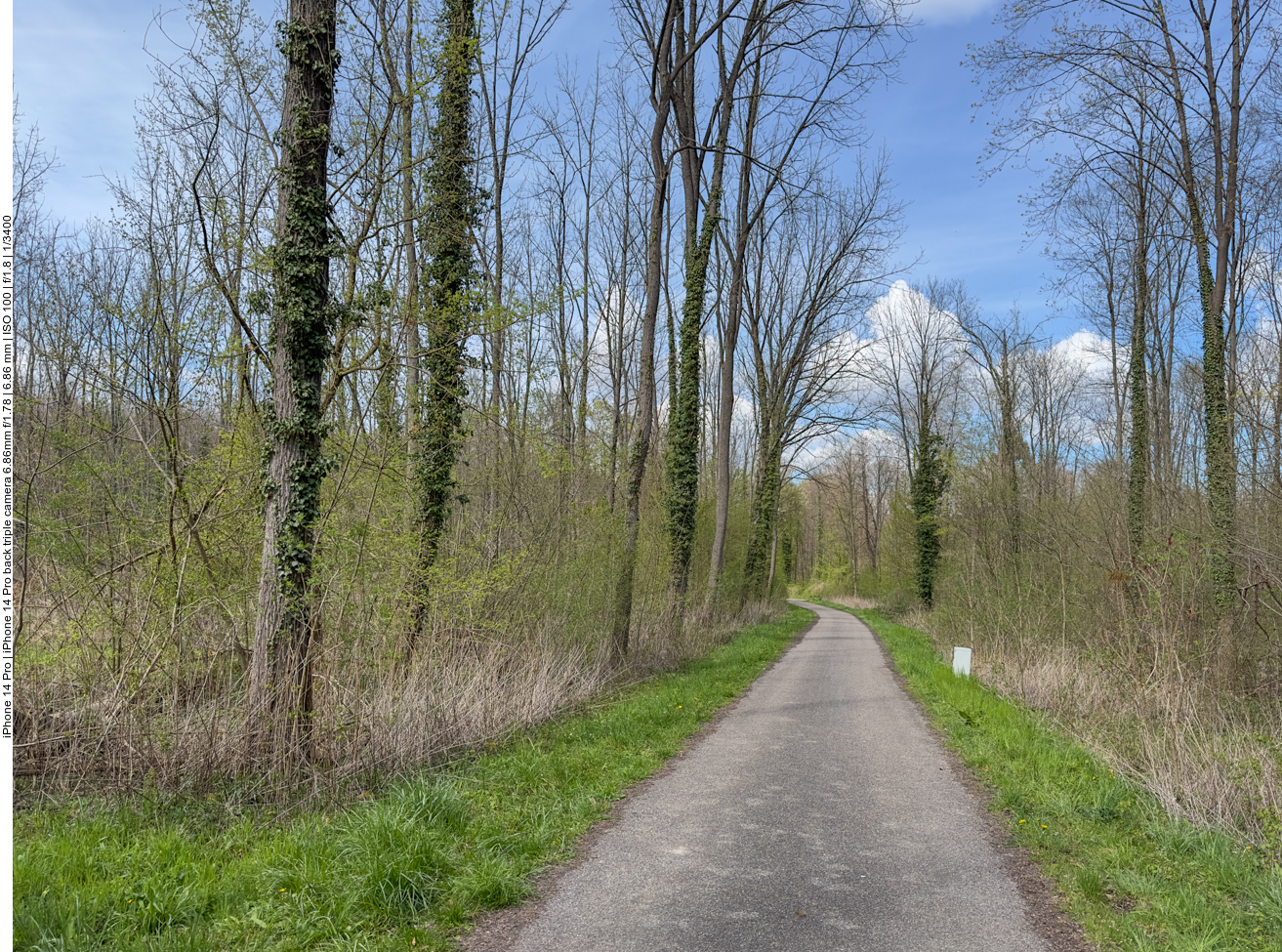 Durch den Auenwald 