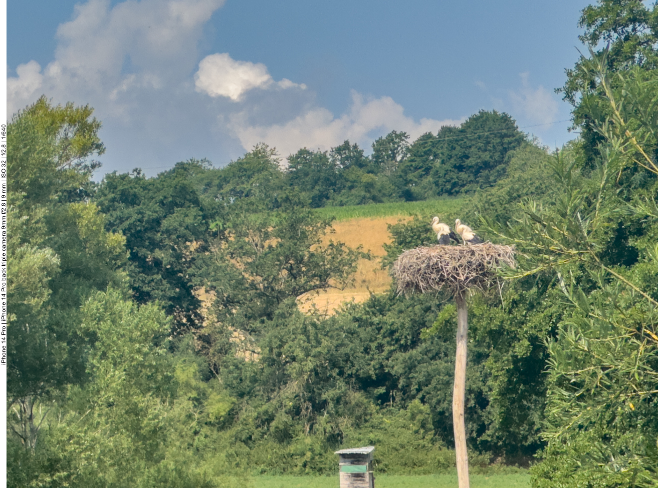 In der Bliesaue ist das Nest noch mit Alt- und Jungvögeln besetzt 