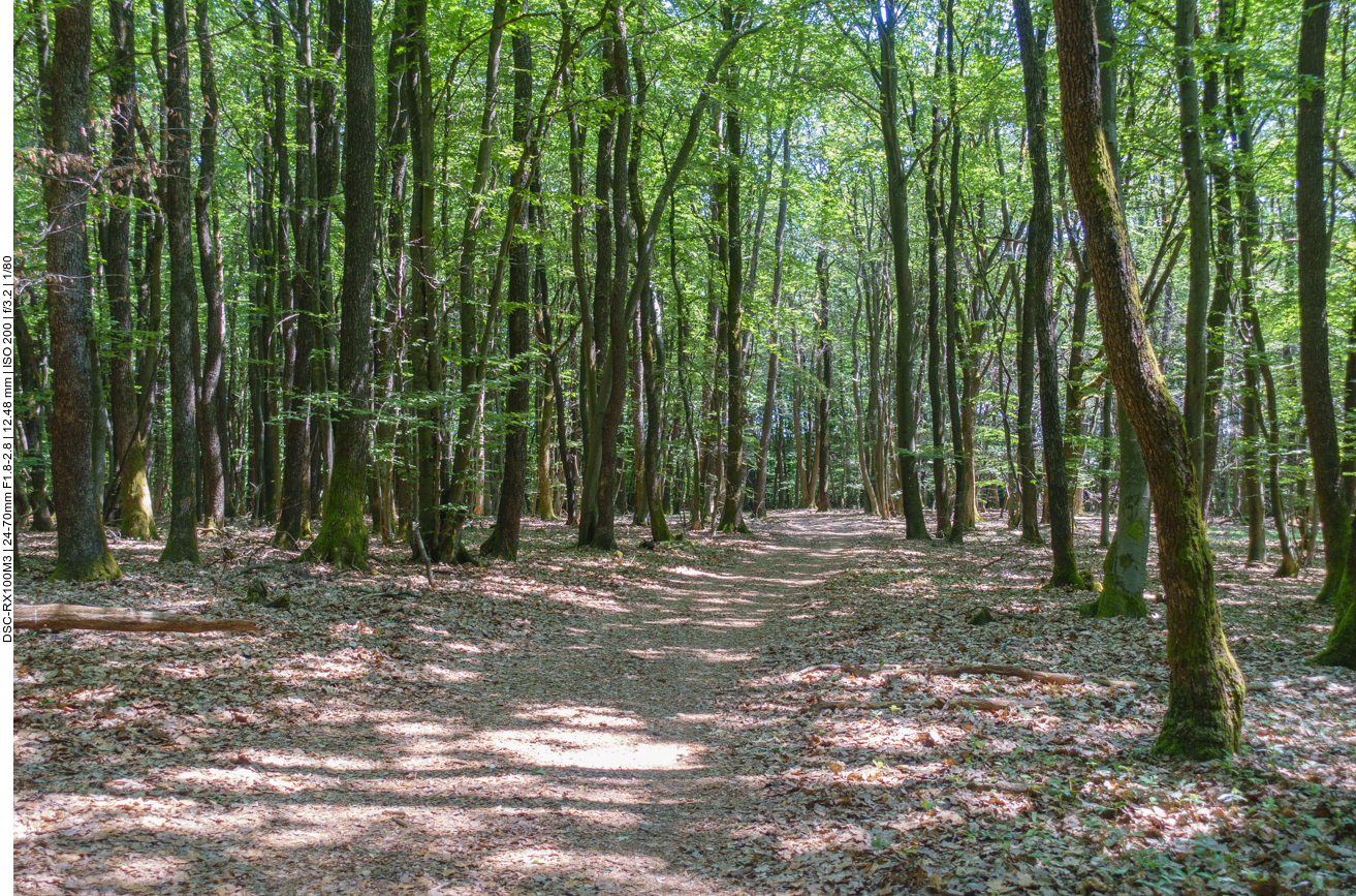 Im Wald ist es etwas kühler 
