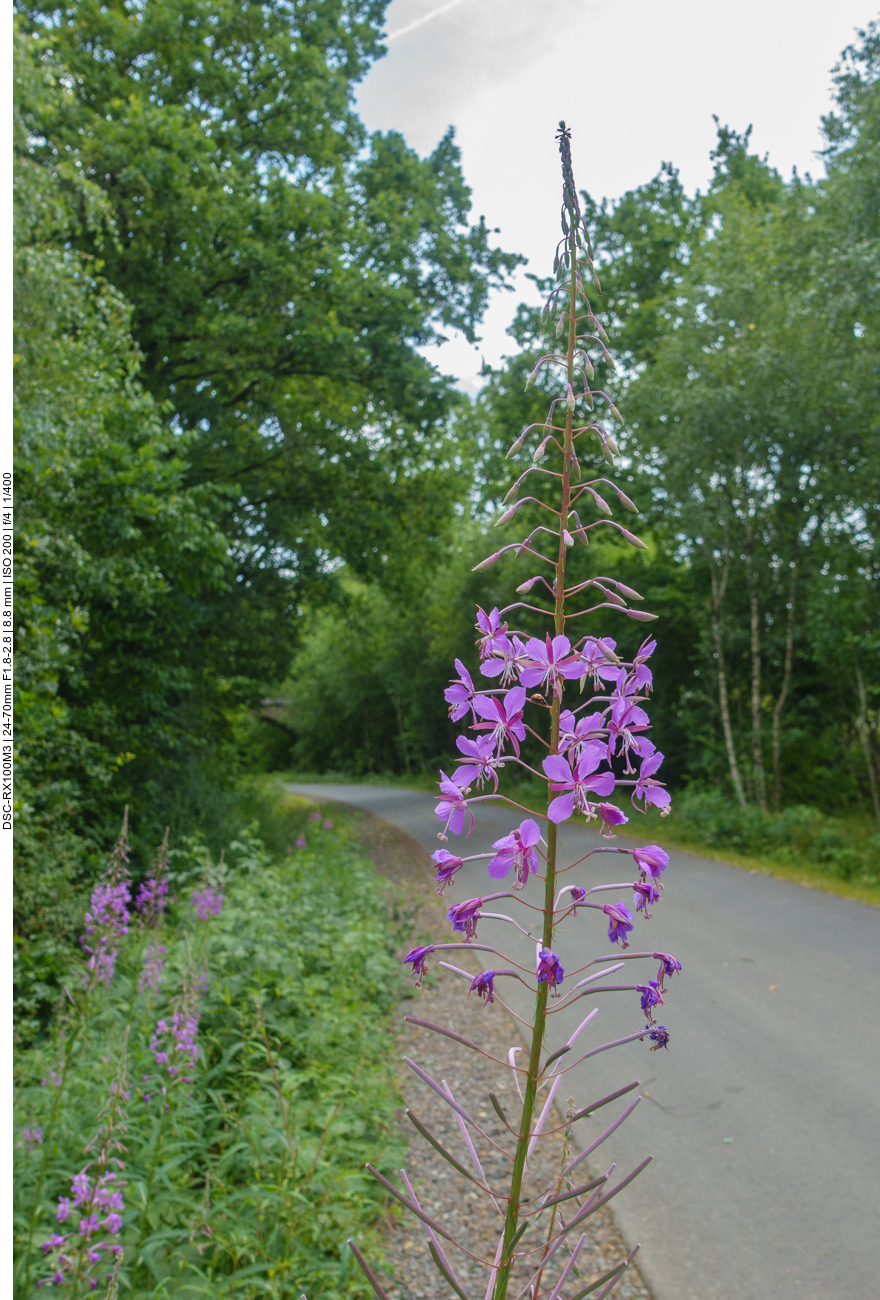 Schmalblättriges Weidenröschen [Epilobium angustifolium] 