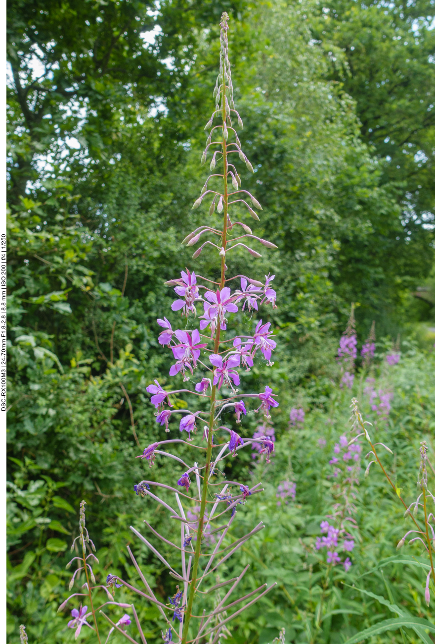 Schmalblättriges Weidenröschen [Epilobium angustifolium] 