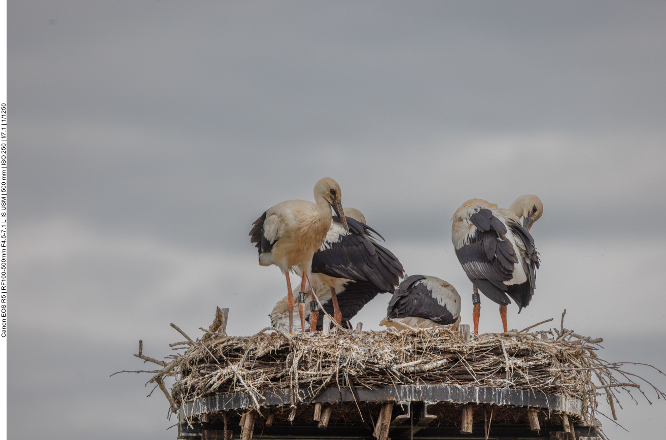 Mit den fast erwachsenen Jungtieren ist es ganz schön eng im Nest 