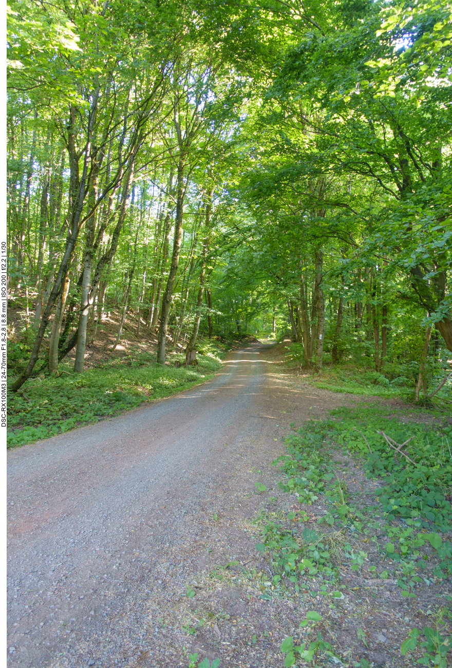 Schöner Start in den schattigen Wald 