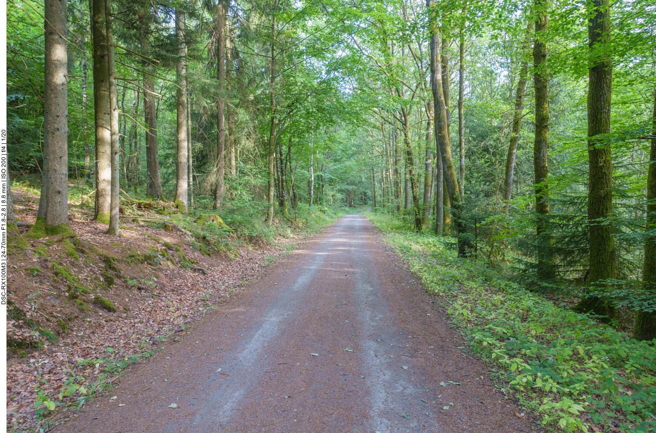 Wieder im Wald ... 