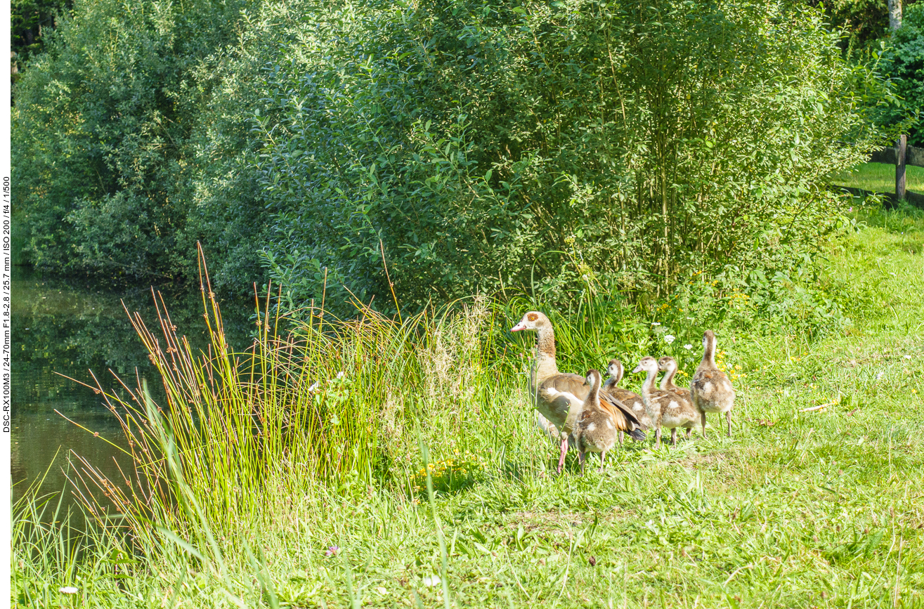 Nilgans mit sechsfachem Nachwuchs