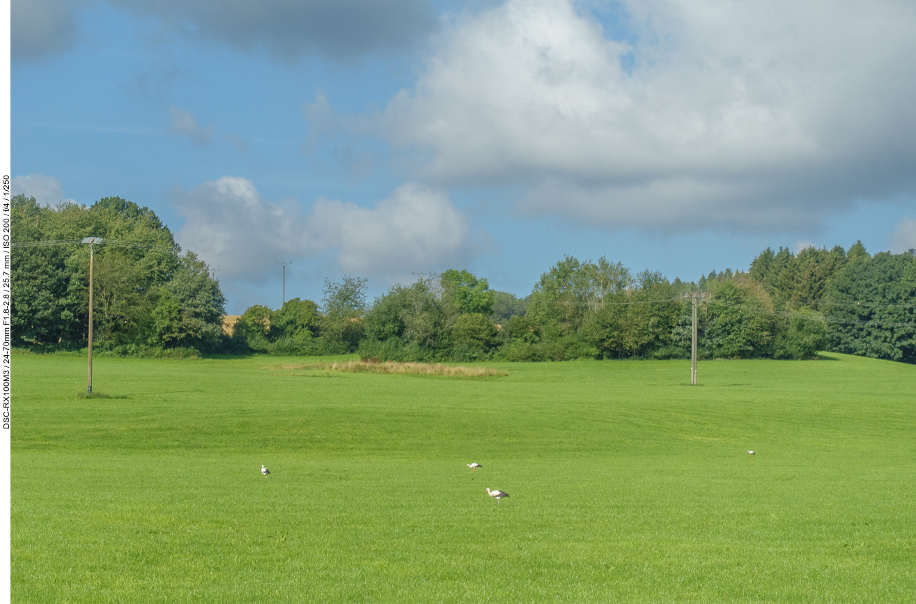 Viele Störche auf einer Wiese ...