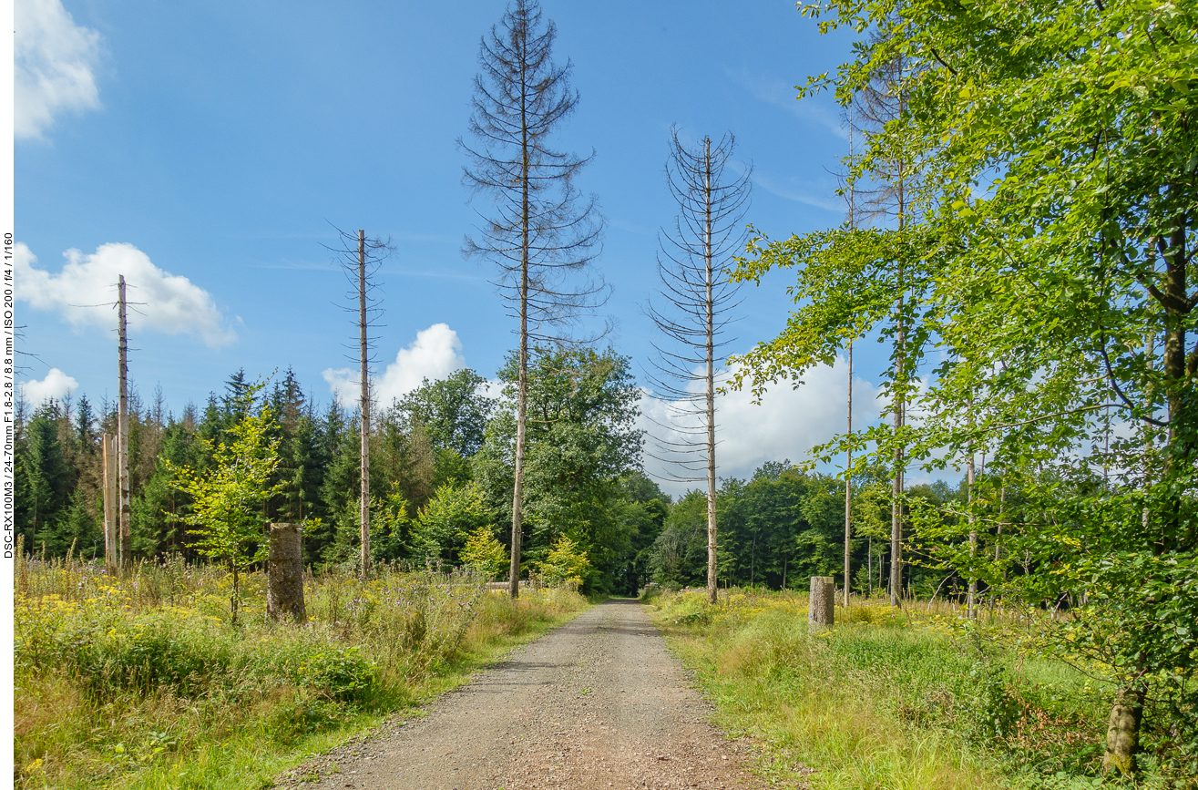 Kahle Stelle im Wald