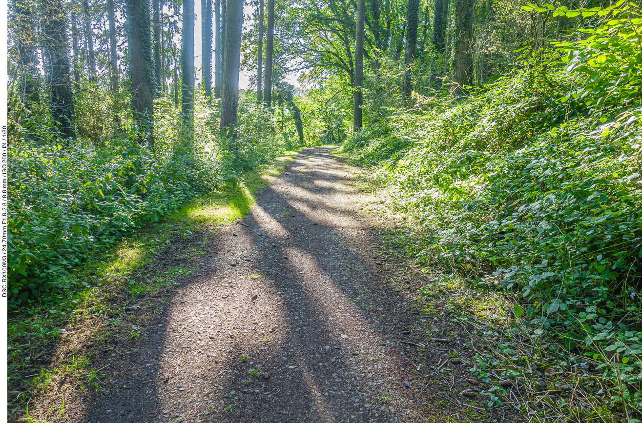 Breiter Waldweg