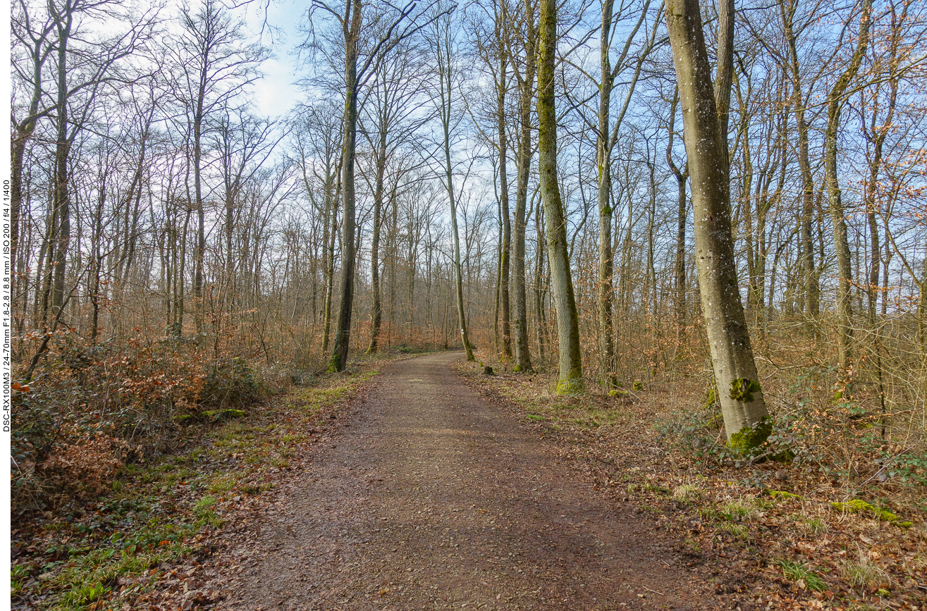 Endlich im Wald