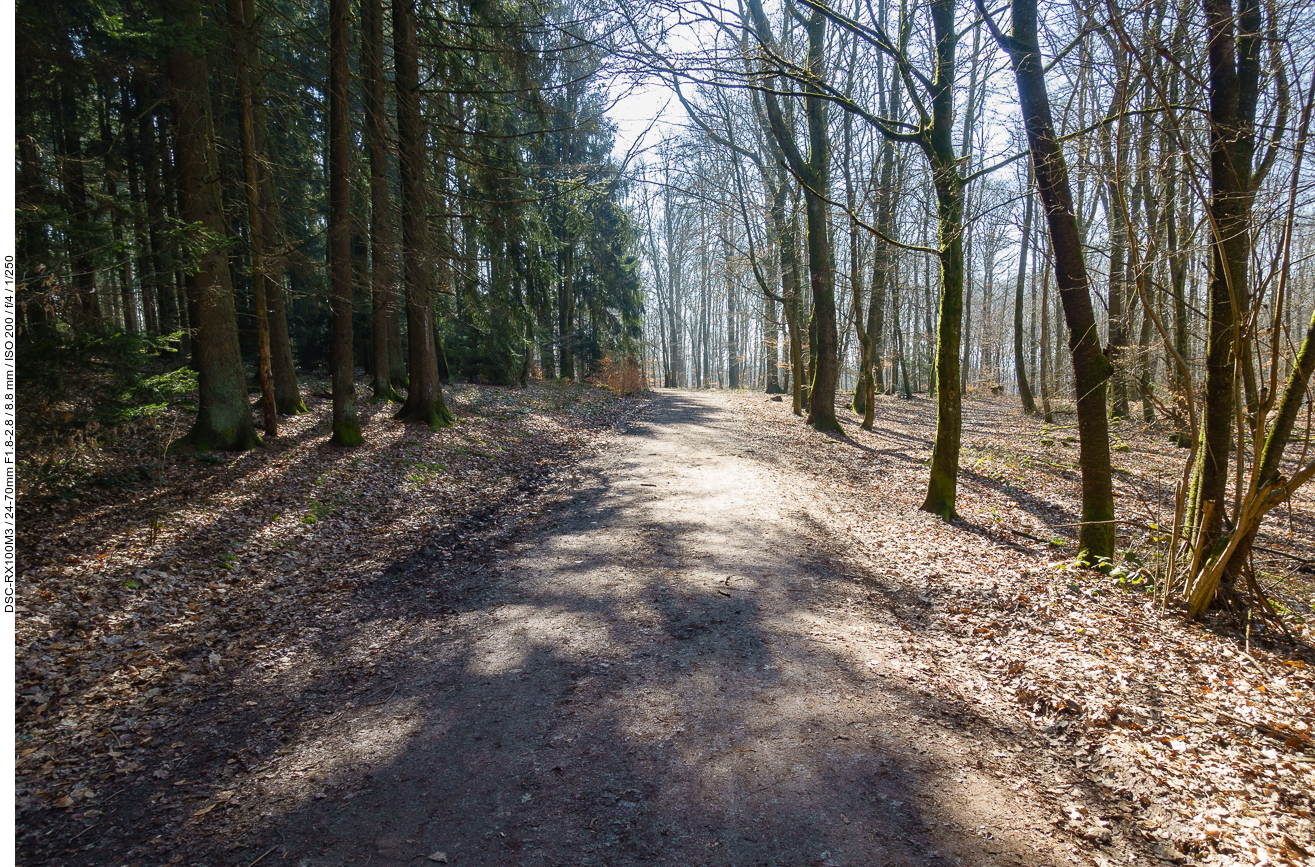 Im Wald, kurz vor dem Ziel