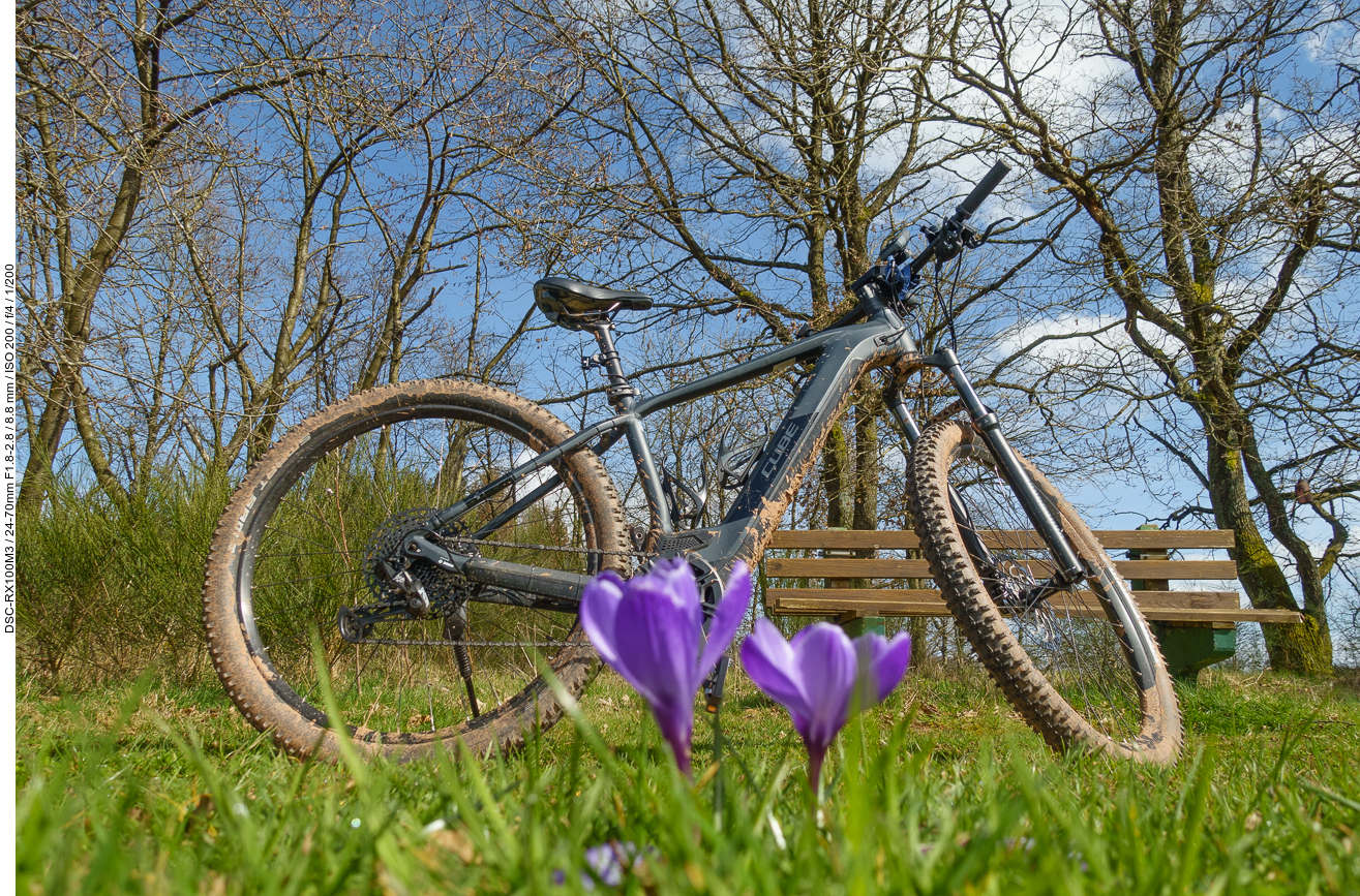 Krokusse mit ...