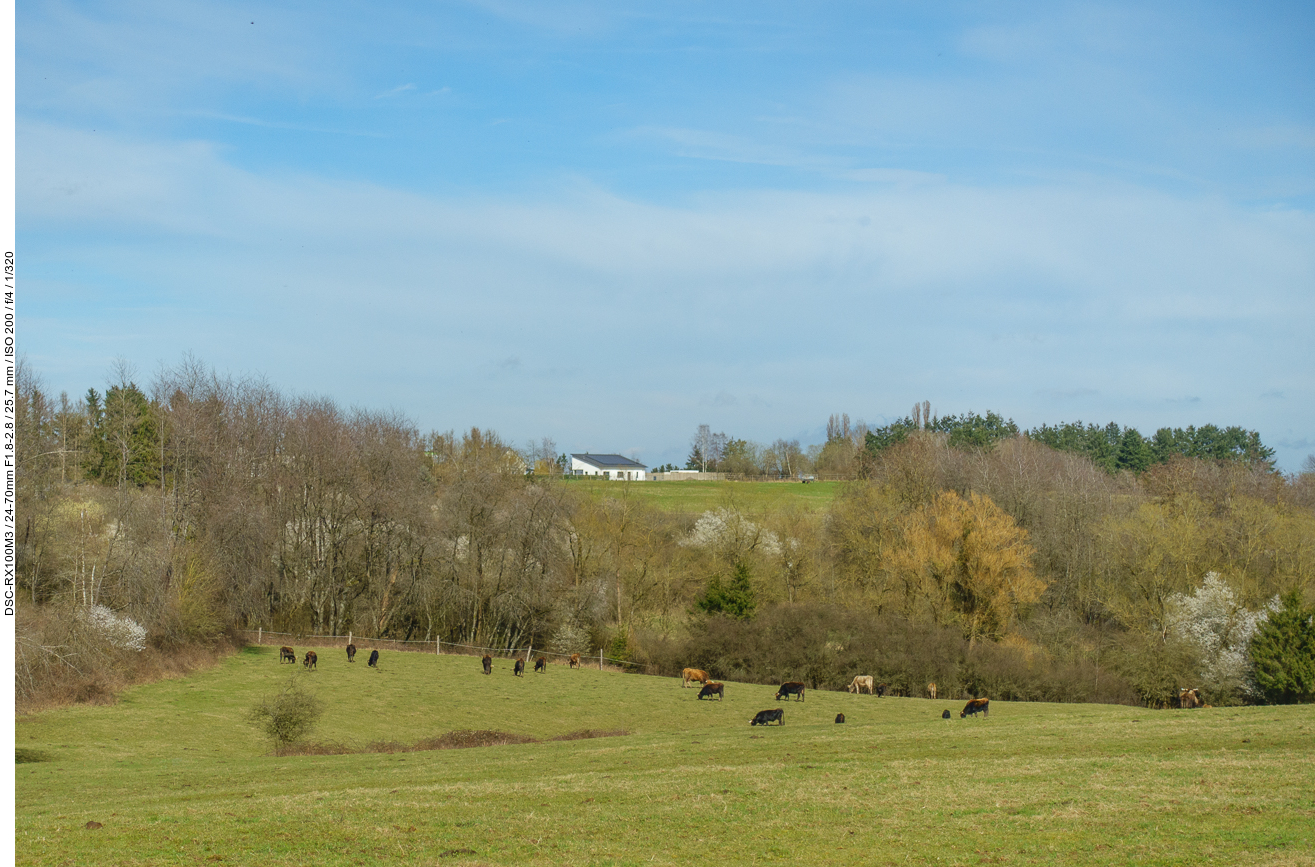 Taurusrinder auf der Weide