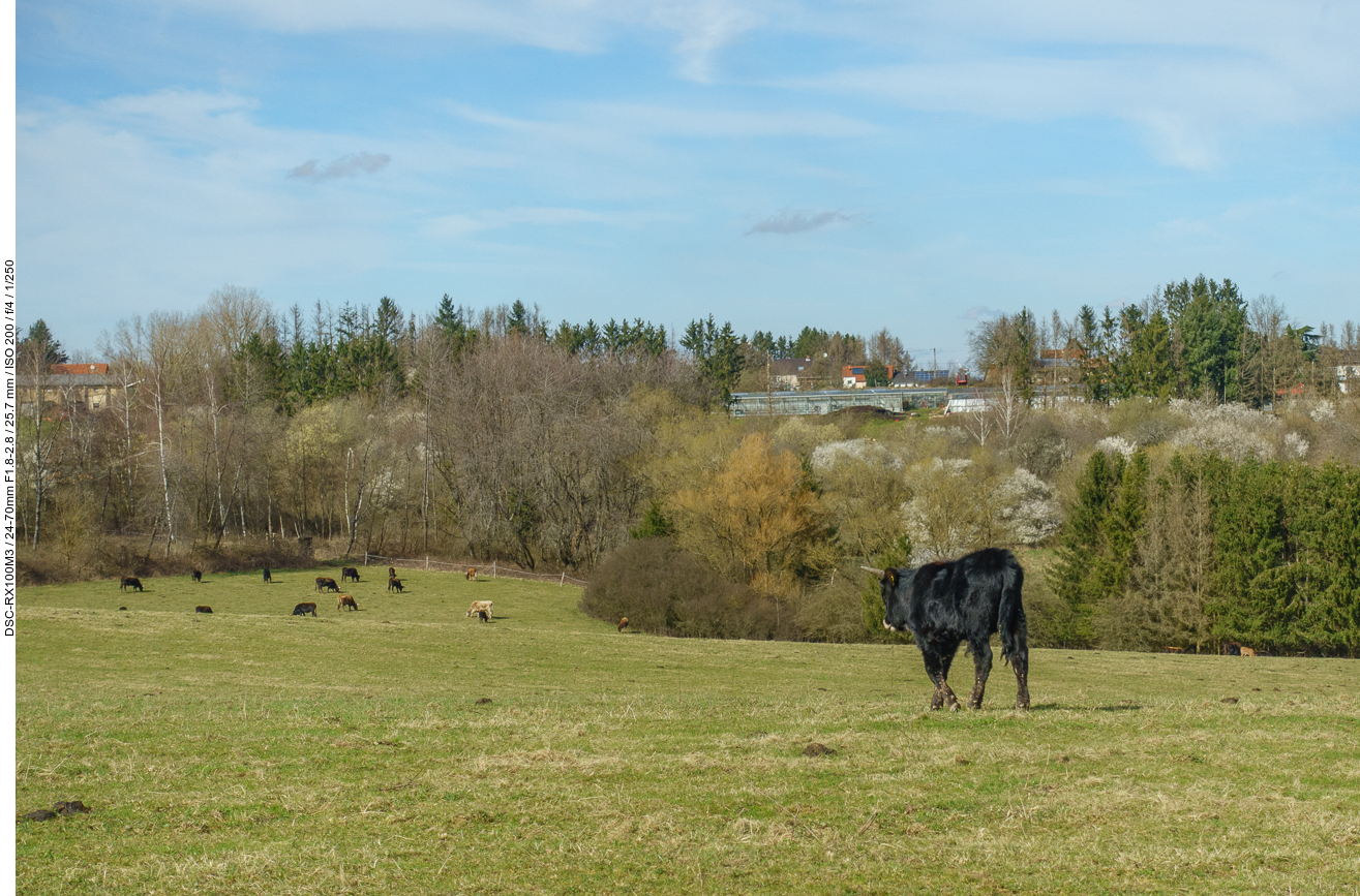 Taurusrinder auf der Weide