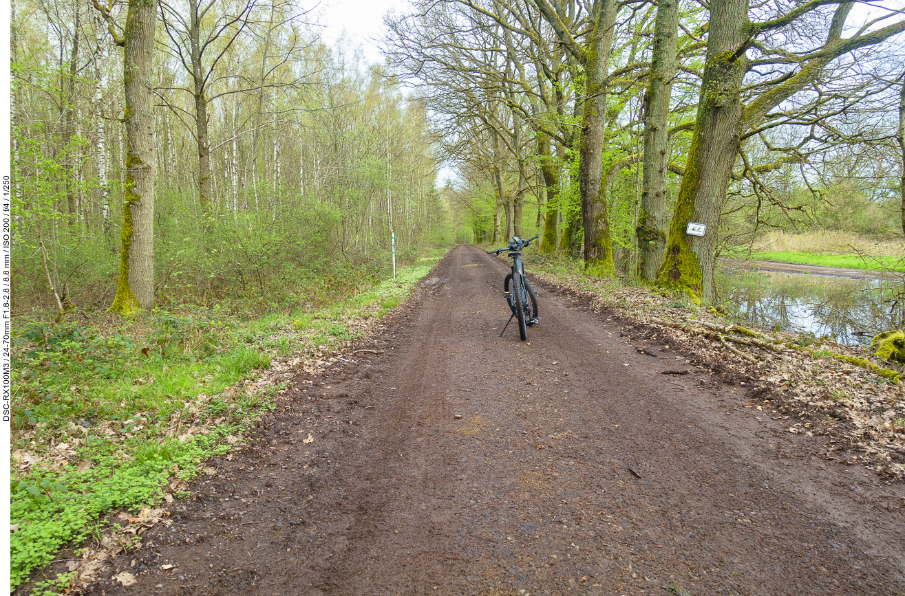 Einsame Waldautobahn