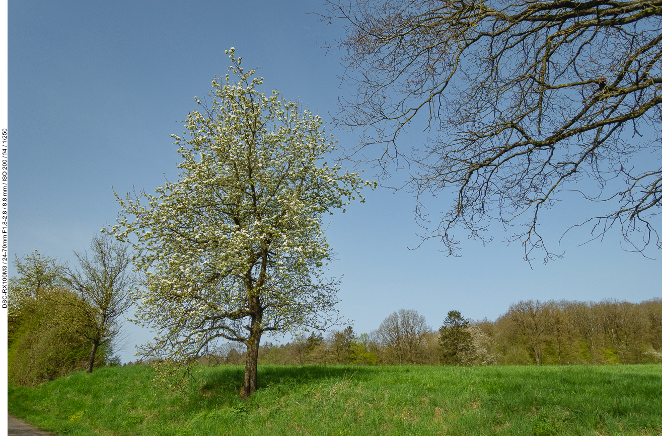 Blühender Birnbaum