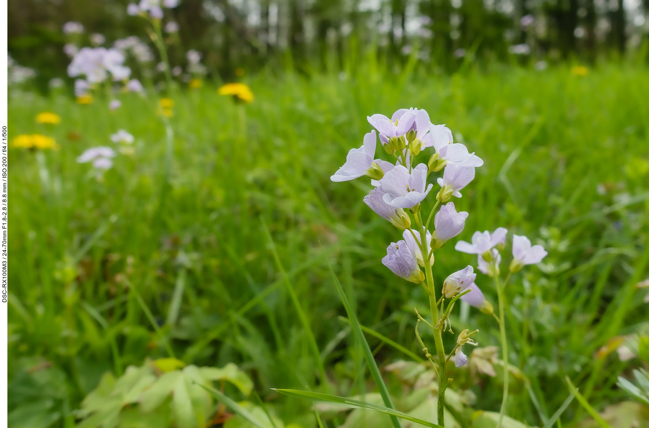 Wiesen-Schaumkraut [Cardamine pratensis]