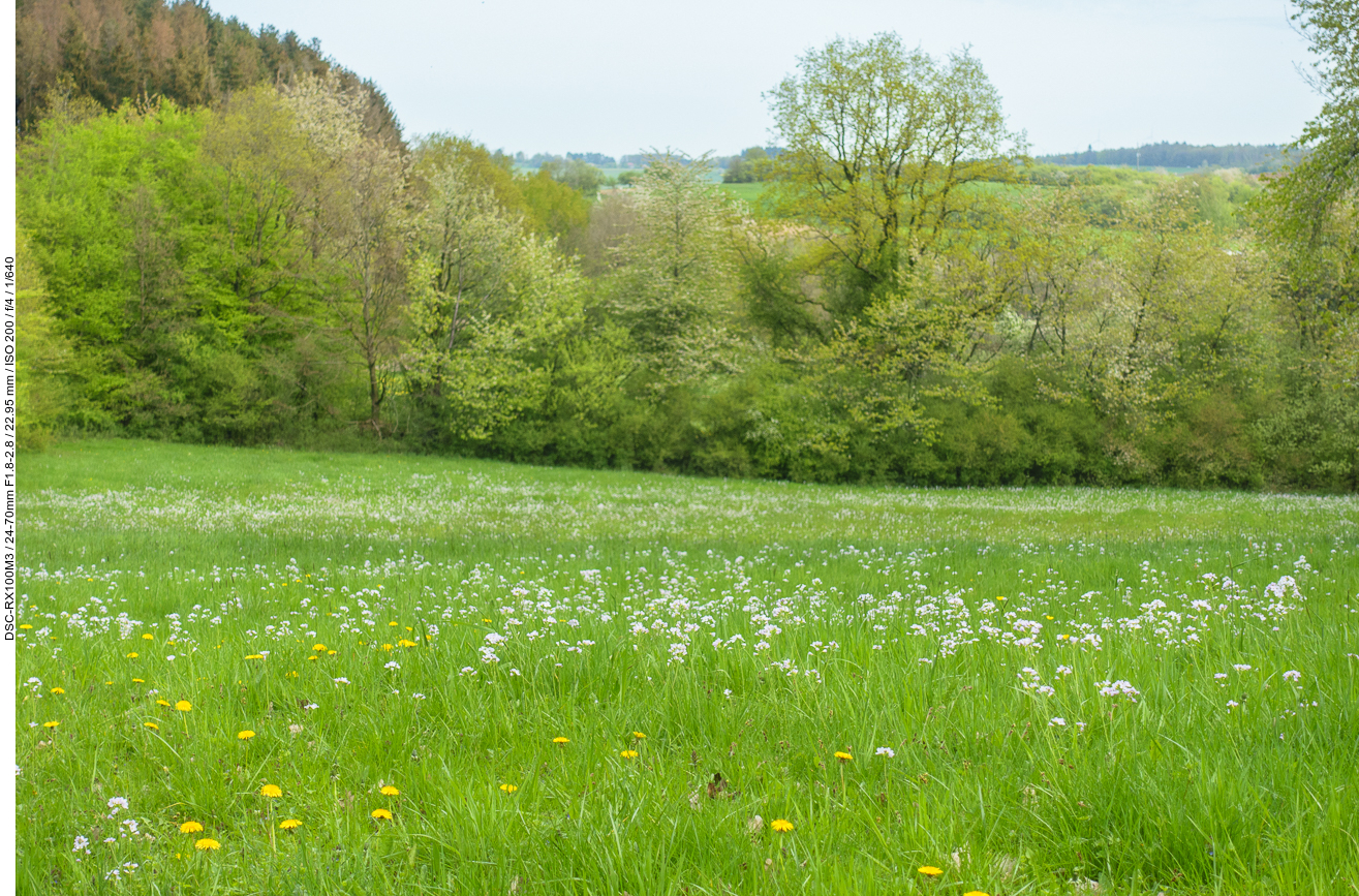 Wiese mit Wiesen-Schaumkraut