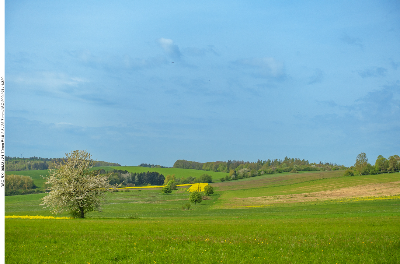 Rapsfelder in grüner Landschaft