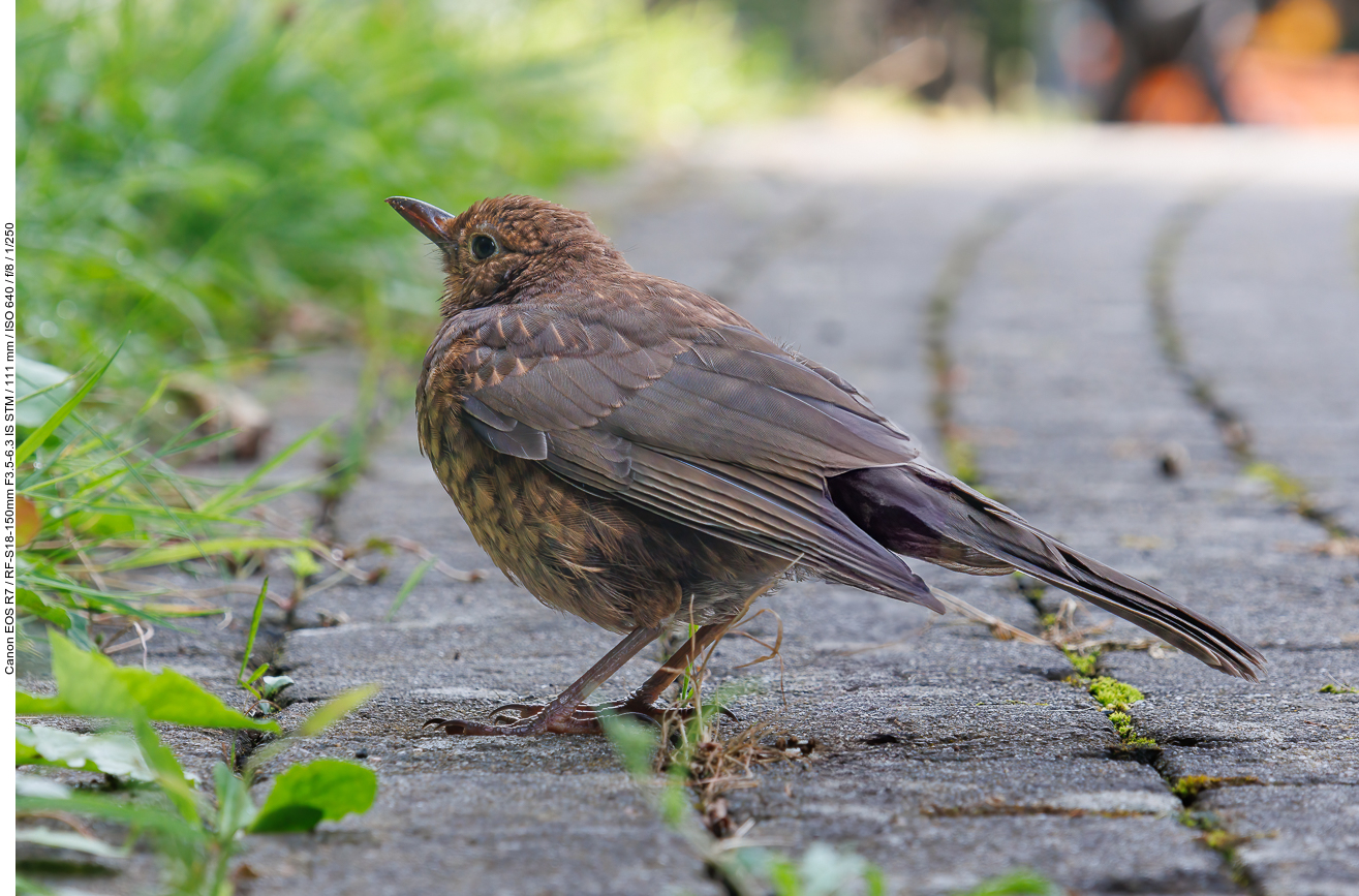 Junge Amsel