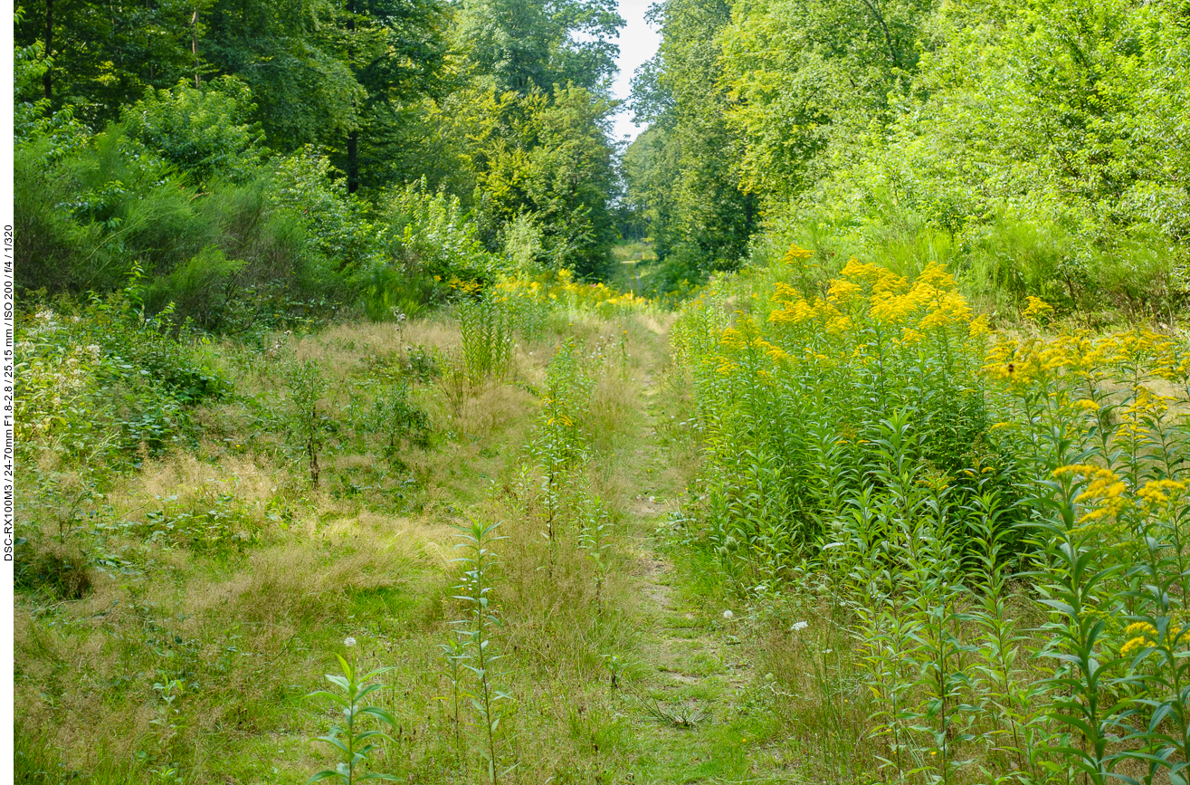 Schmaler Wiesenweg