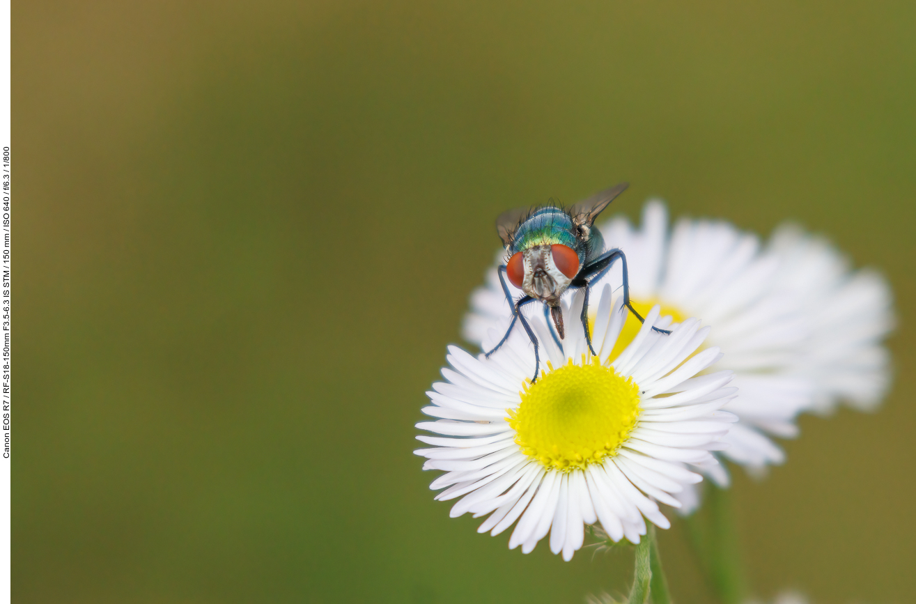 Fliege auf Berufskraut