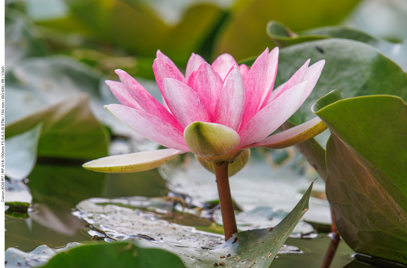Glänzende Seerose [Nymphaea candida]