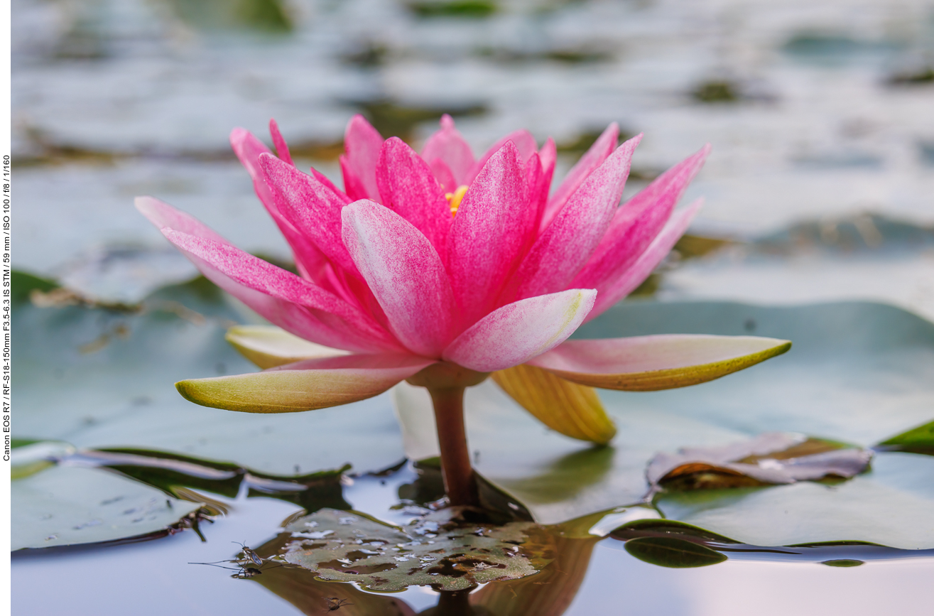 Glänzende Seerose [Nymphaea candida]
