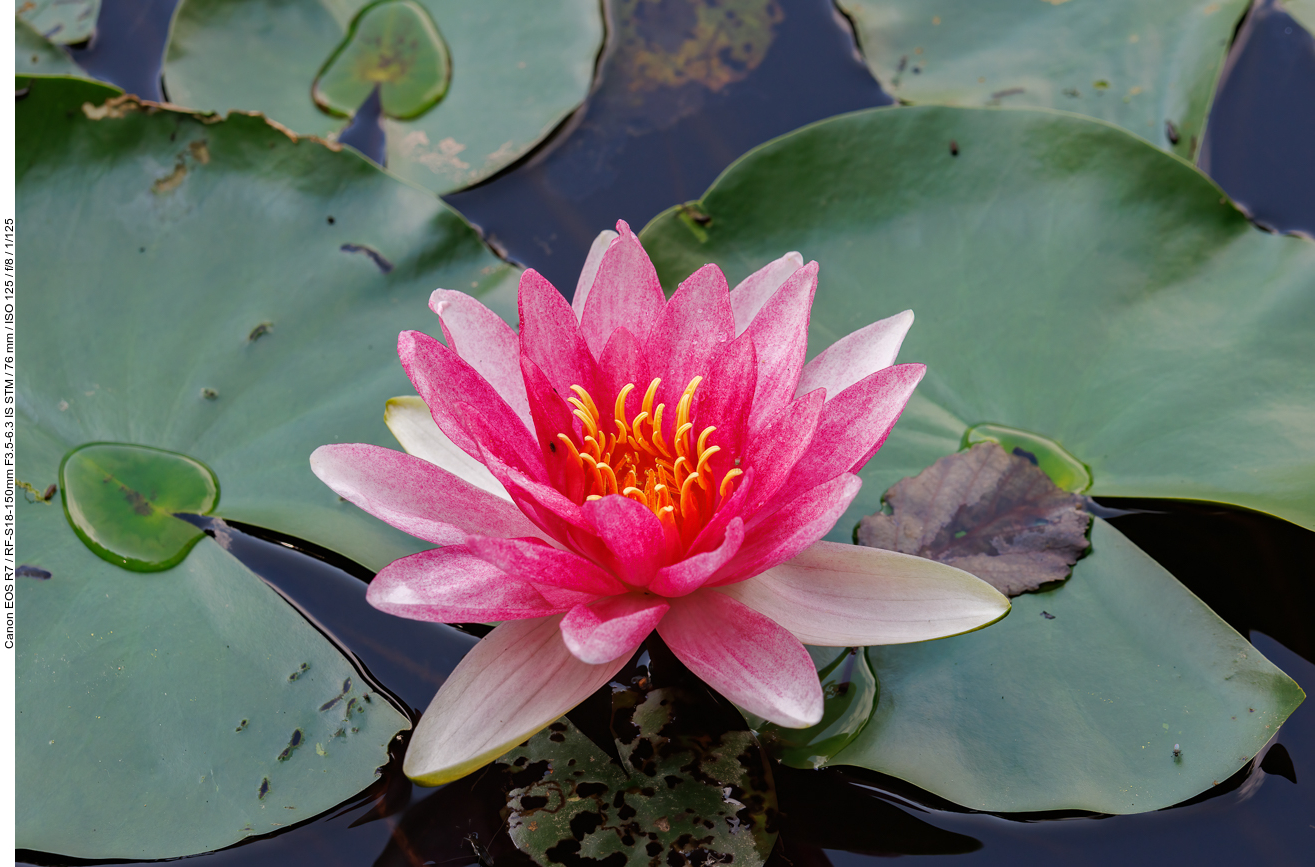 Glänzende Seerose [Nymphaea candida]