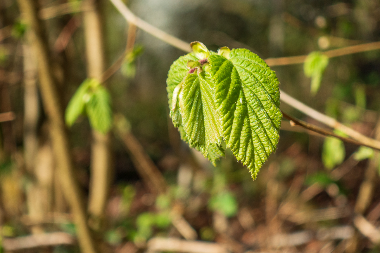 Hasel [Corylus avellana]