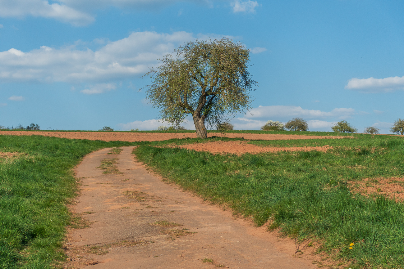 Schöner Solitärbaum