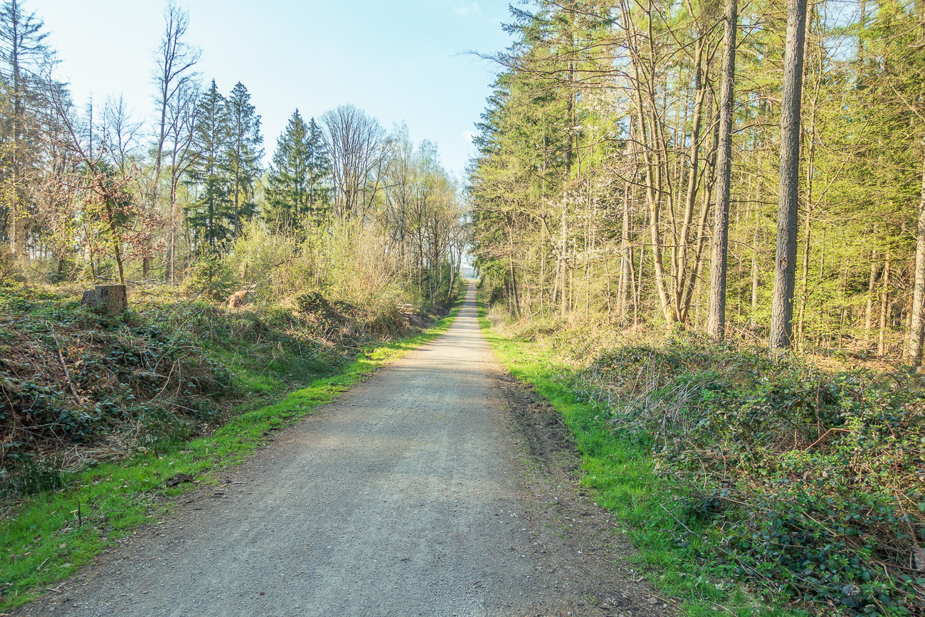 Im Stennweiler Wald