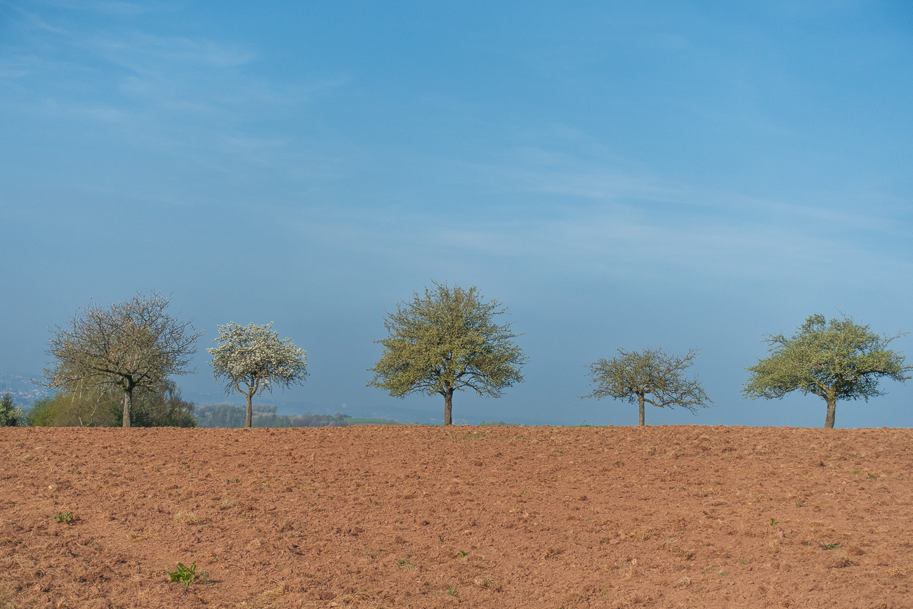 Obstbäume am Feldrain