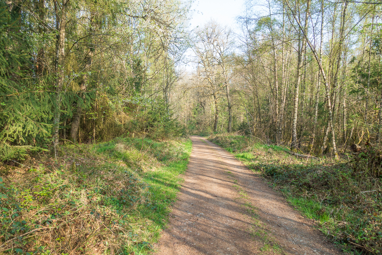 Im Stennweiler Wald