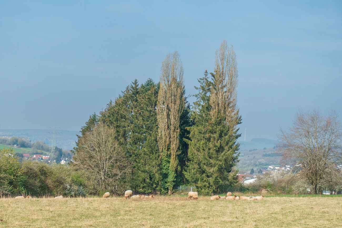 Schafweide