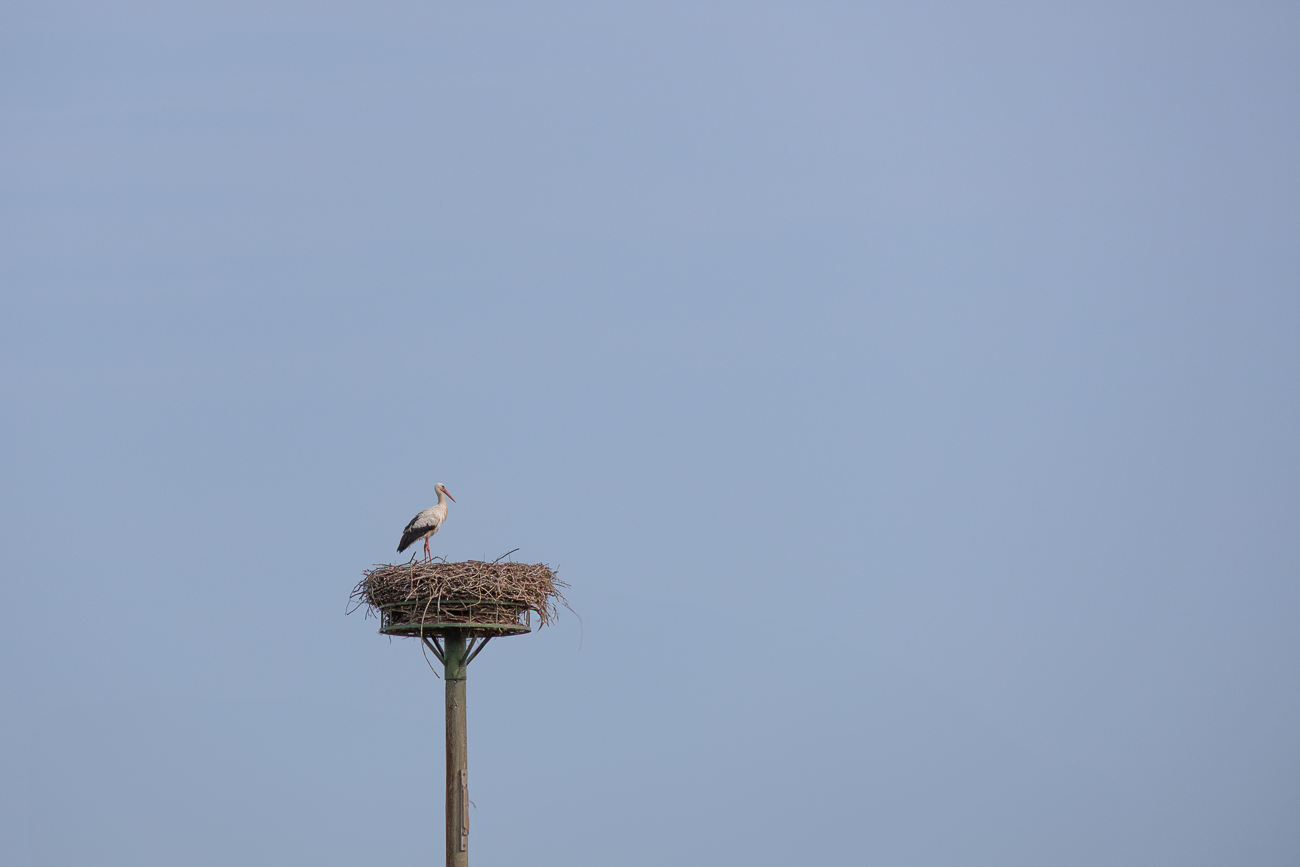 Wenigstens ein Storch ...