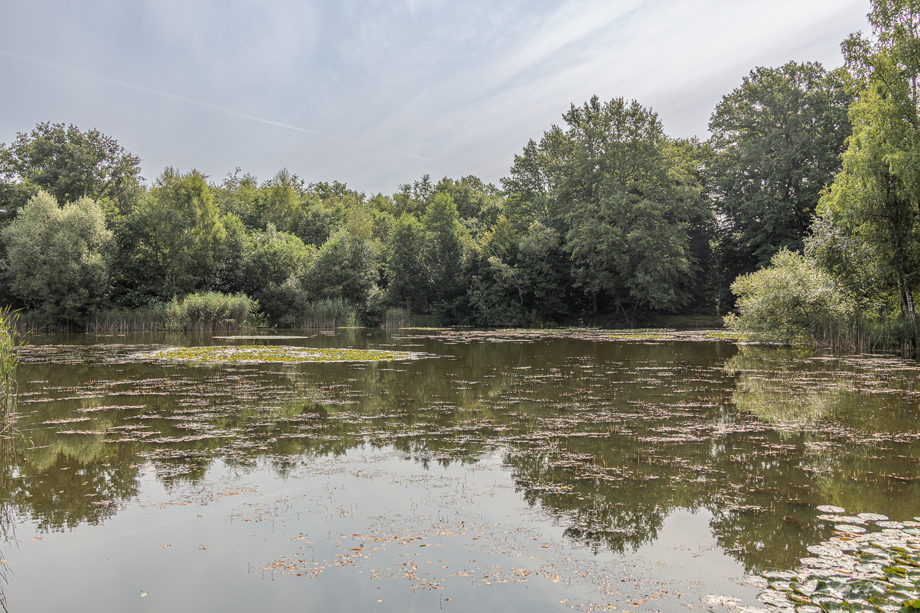 Weiher bei Limbach