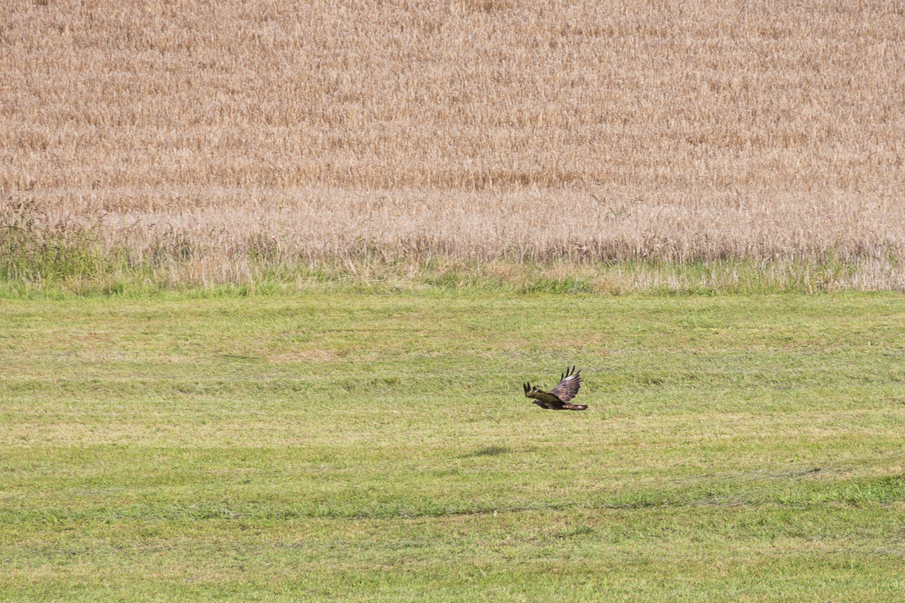 Bussard im Tiefflug