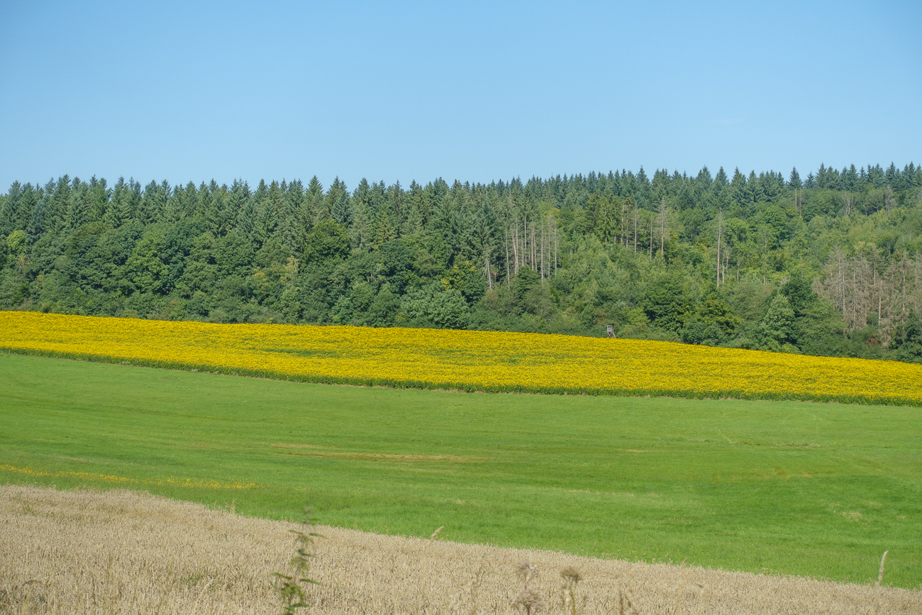Rapsfeld