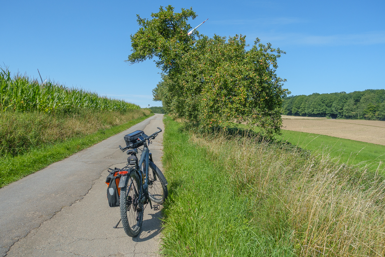 Apfelbäume