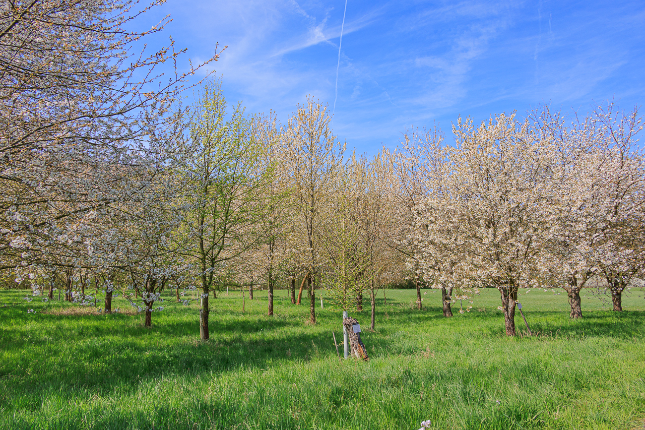 Aber die Pollen jucken in der Nase