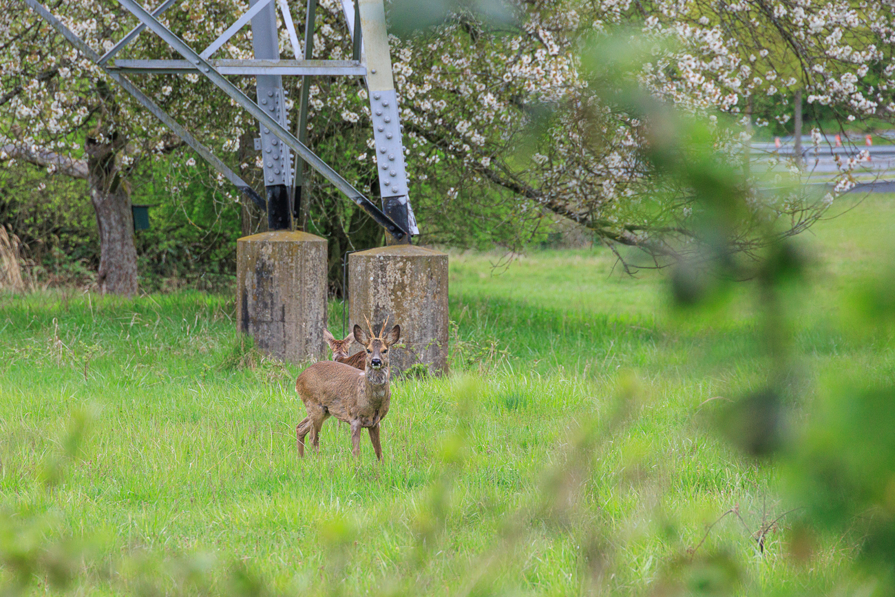 Insgesamt waren zwei Rehe und ein Bock zu sehen
