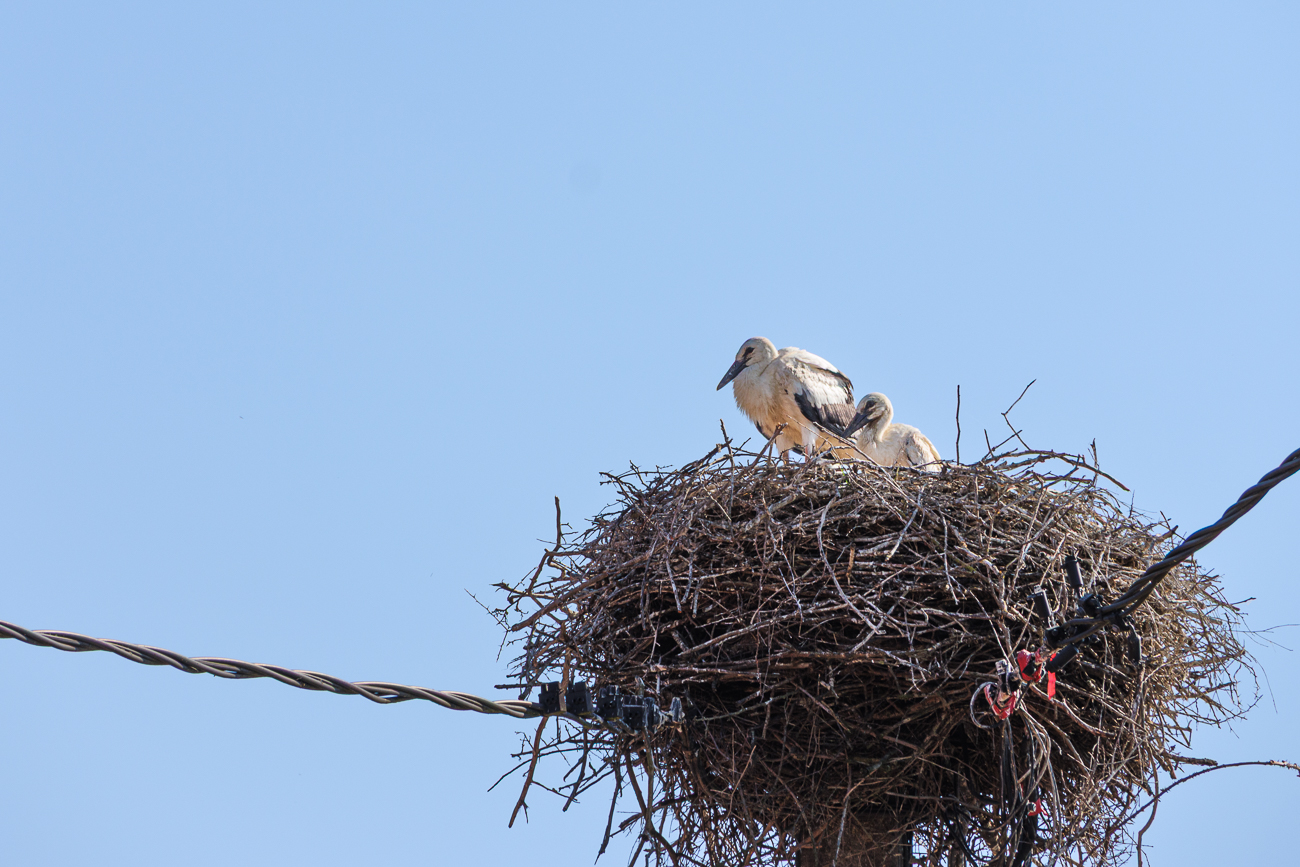 Storchennest in Bettviller