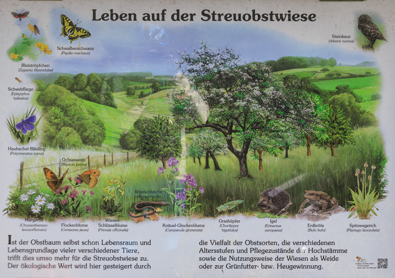 Infos zur Streuobstwiese