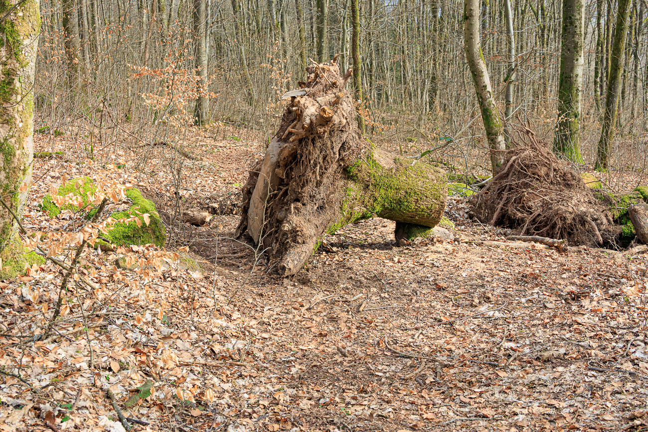 ... das kann doch nicht der normale Radweg sein?!