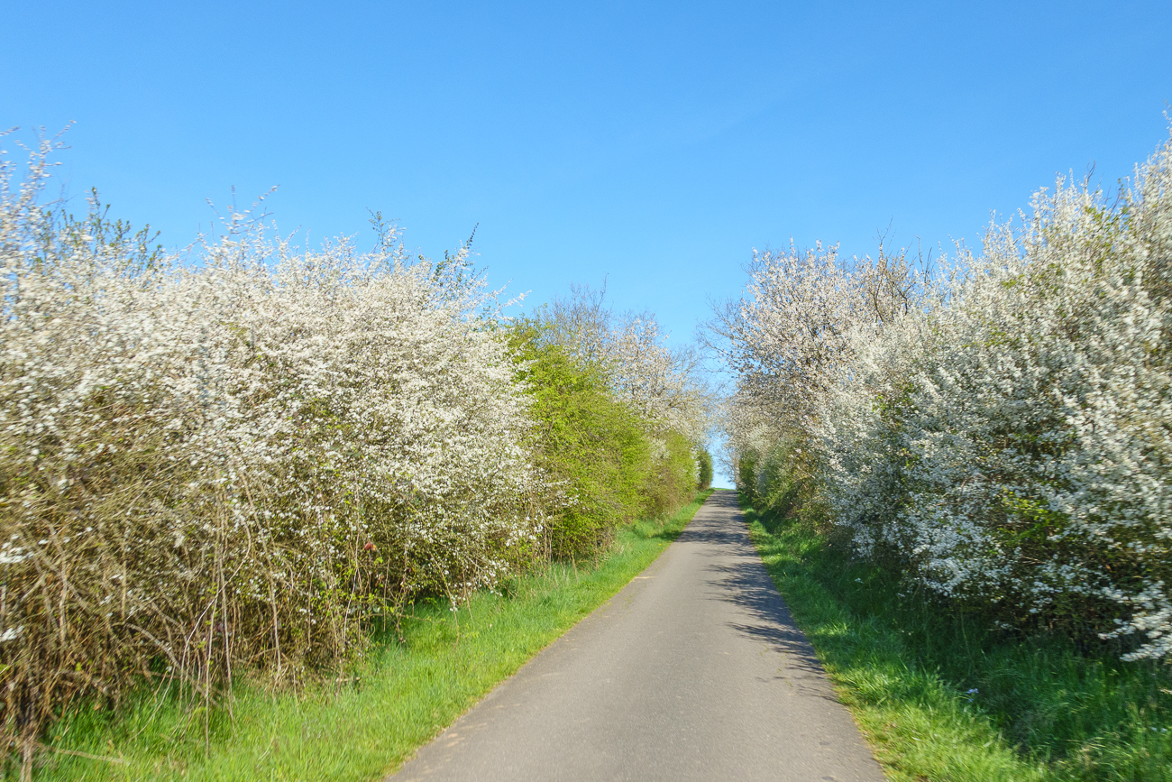 Von Bl&uuml;ten eingeh&uuml;llter Weg