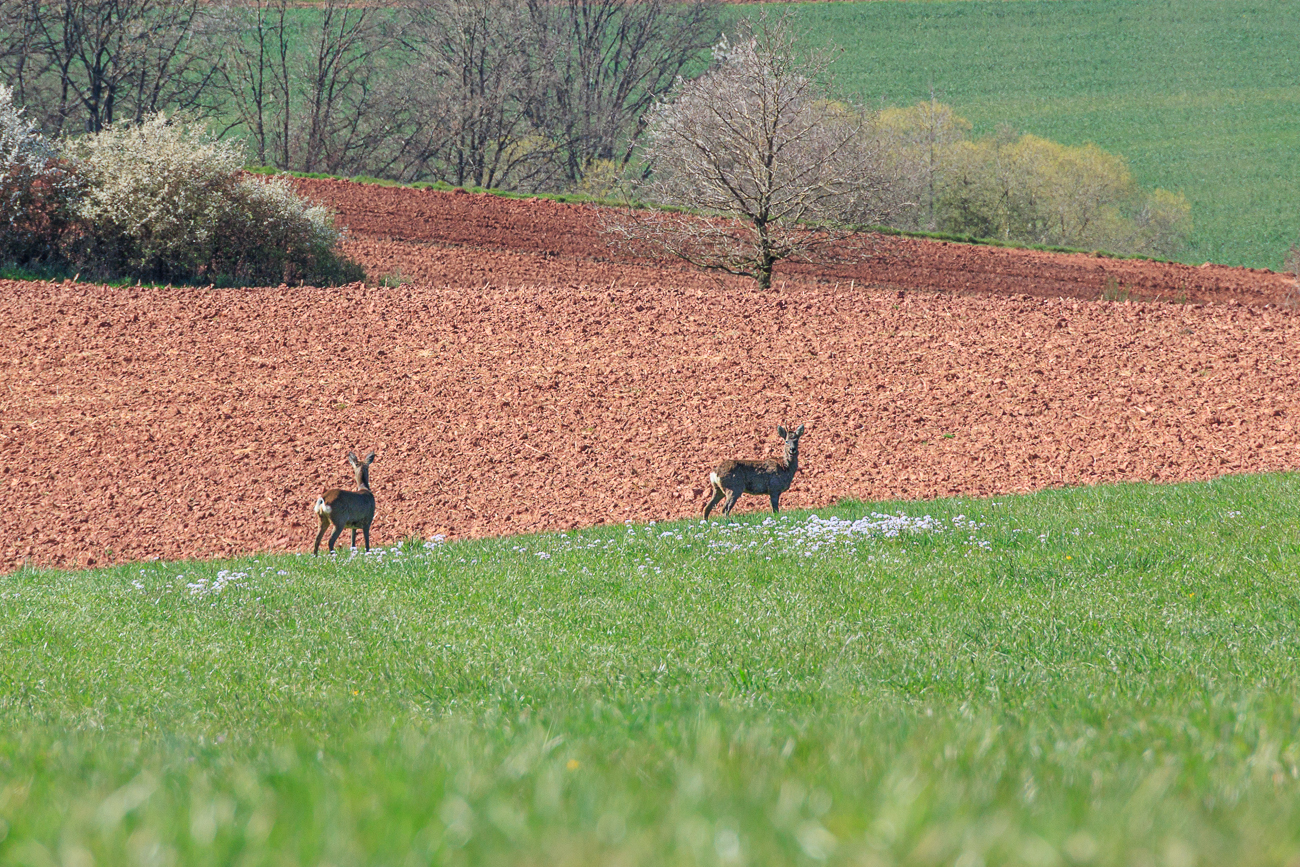 Eines guckt links, das andere rechts, dann wird weiter gefressen